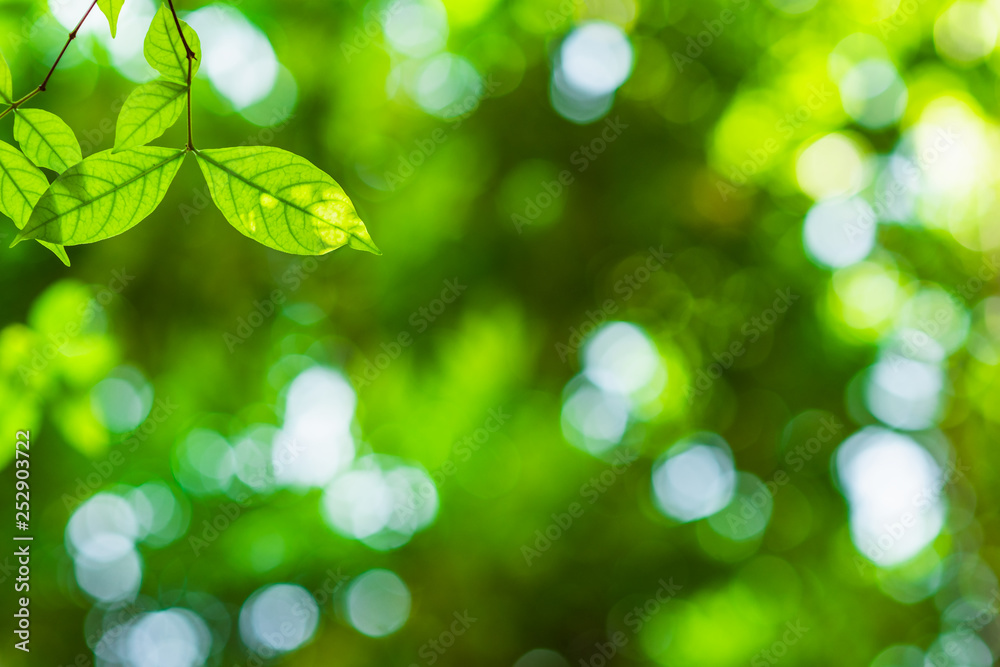 close-up natural view of green leaves in garden, sunlight though tree leaves in summer time, abstract nature background close-up natural view of green leaves in garden, sunlight though tree leaves in summer time, abstract nature background