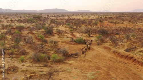 Drone aerial over a huge family herd of African elephants moving through the bush and savannah of Africa Erindi Park, Namibia.