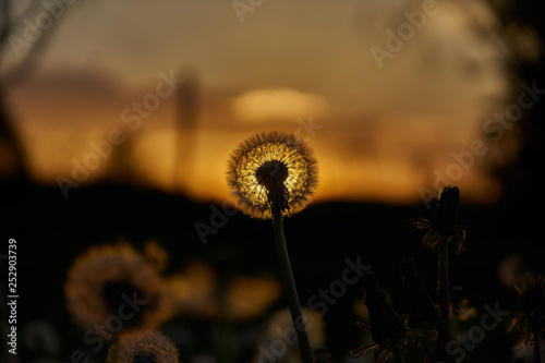 Dandelion silhouette against sunset with seeds blowing in the wind