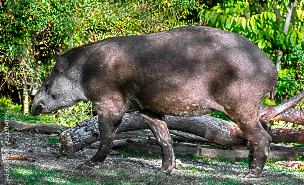 South american tapir. Latin name - Tapirus terrestris South american tapir. Latin name - Tapirus terrestris