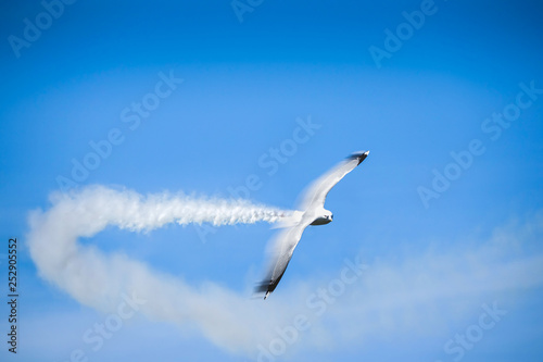 Fast flying gull bird with smoke contrail. Montage