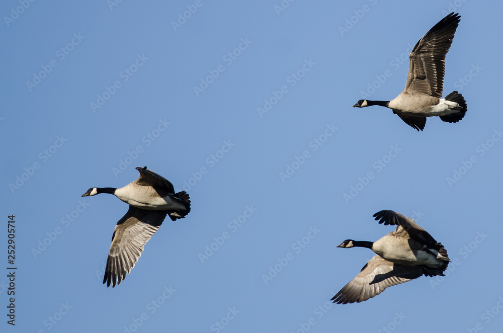 Obraz premium Three Canada Geese Flying in a Blue Sky