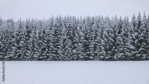 Snowy forest. Fir trees in ...