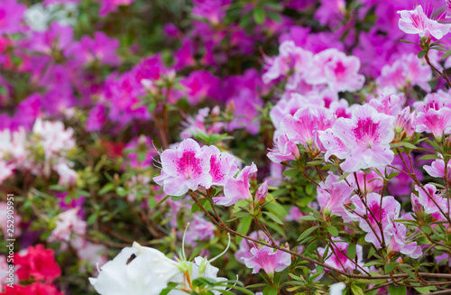 Azalea (Rhododendron) flowers. Spring landscape. Beautiful fresh bouquet of flowers. Botanical garden. Summer mood. 