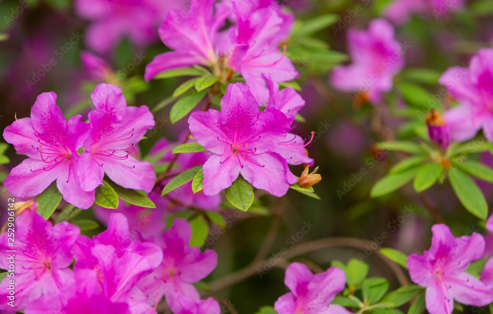 Azalea (Rhododendron) flowers. Spring landscape. Beautiful fresh bouquet of flowers.  Botanical garden. Summer mood. 