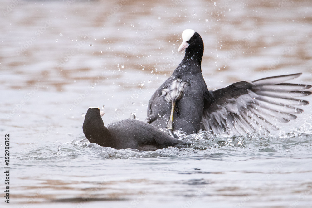 Fototapeta premium Two birds fighting on the water. A beautiful spray of flying in different directions. Birds are black. The mating season of common coot.