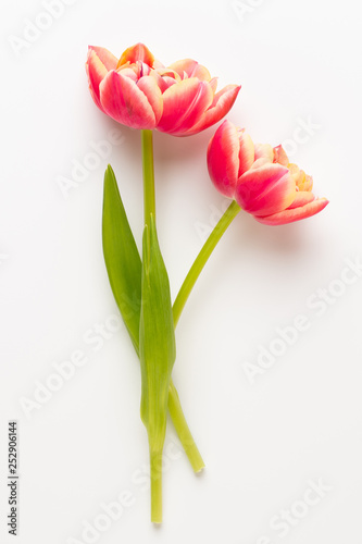 Fototapeta Naklejka Na Ścianę i Meble -  Spring flowers, tulips on pastel colors background. Retro vintage style.
