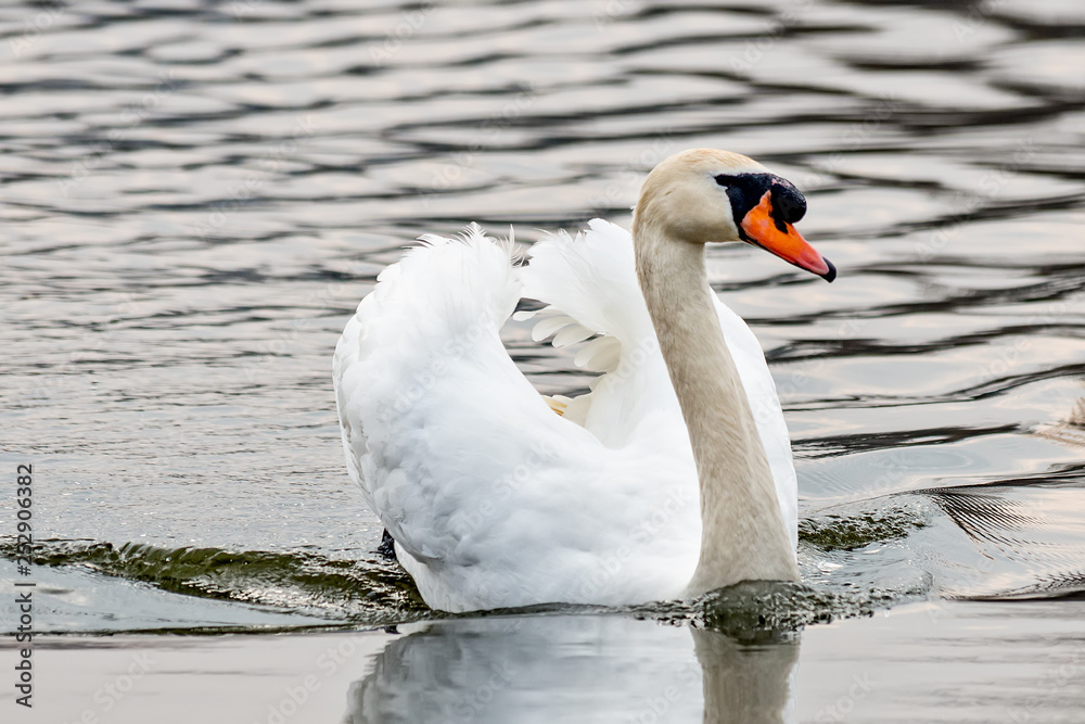 Obraz premium Swan On a Lake 