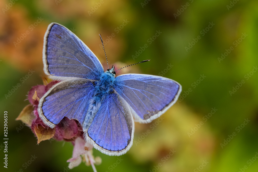 blue butterfly blue butterfly
