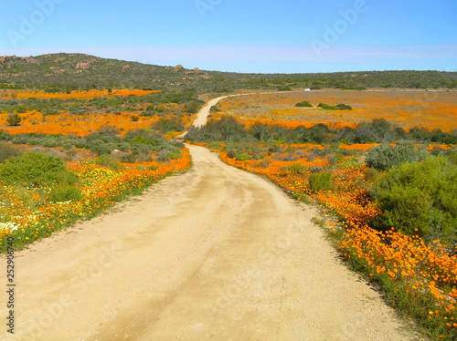 Flowering desert: Flowers in the Namaqualand desert in South Africa 