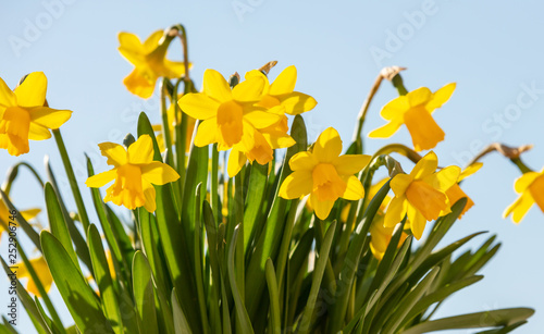 Spring flowers, yellow daffodils on blue sky background