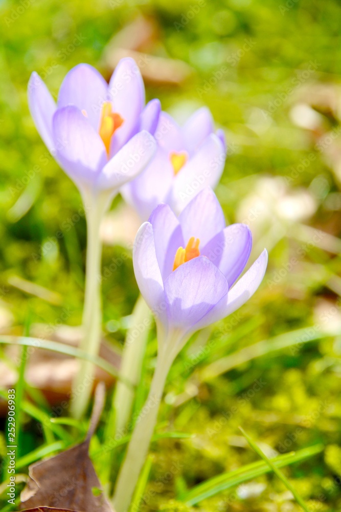 Frühling - lila Krokusse - Blumenwiese mit Frühlingsblumen Frühling - lila Krokusse - Blumenwiese mit Frühlingsblumen