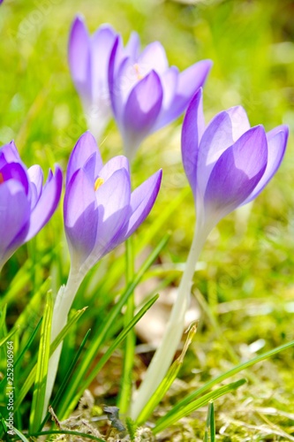 Frühling -  lila Krokusse -...