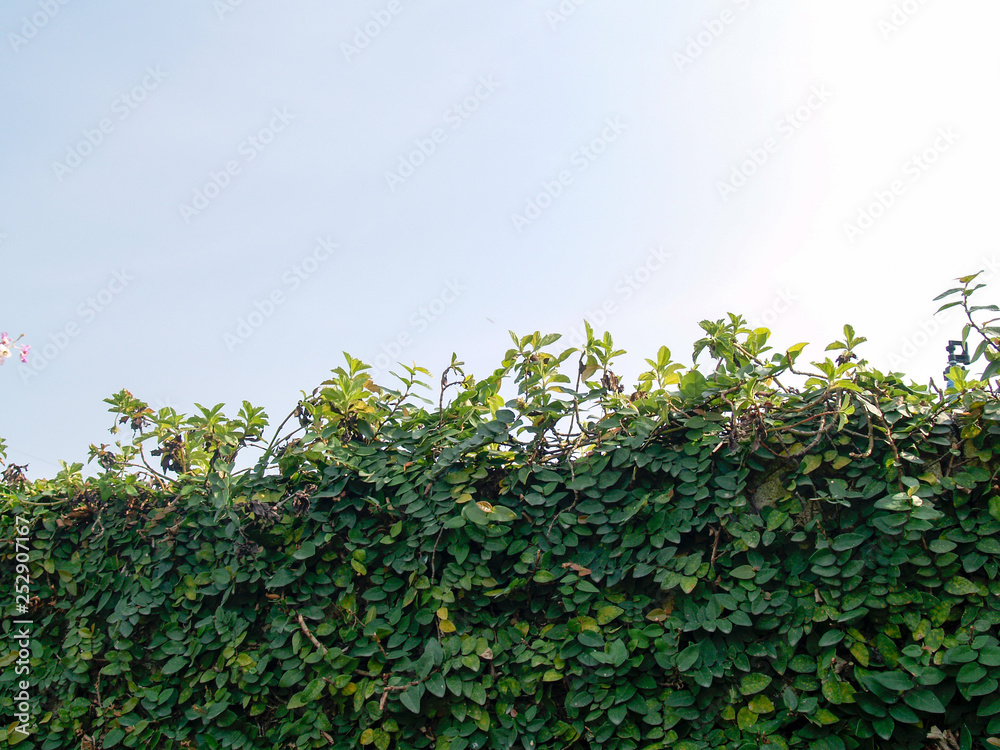 green leaves on background of blue sky