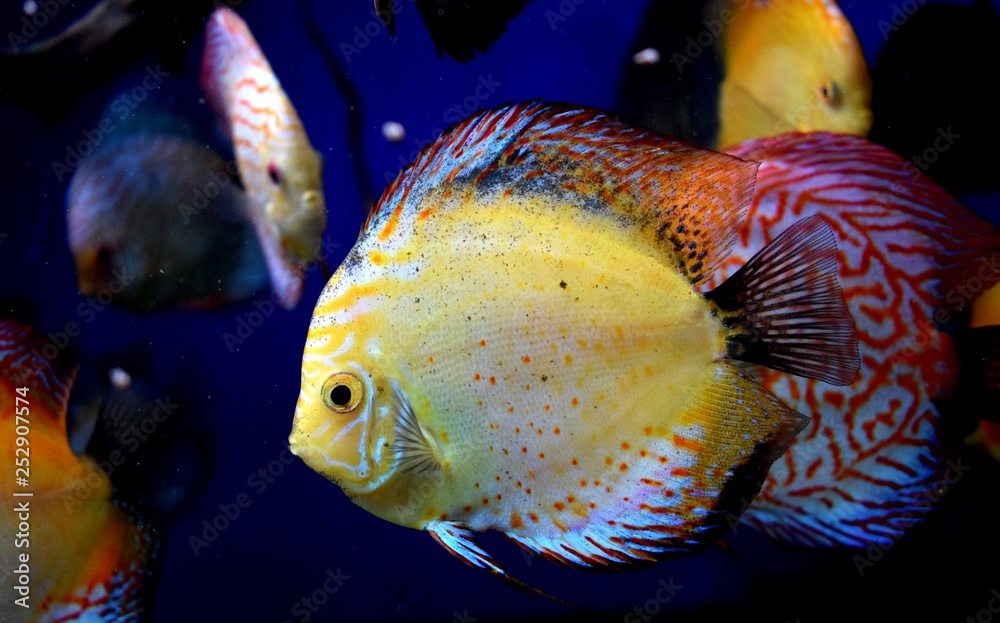 Symphysodon have a laterally compressed body shape,extended finnage is