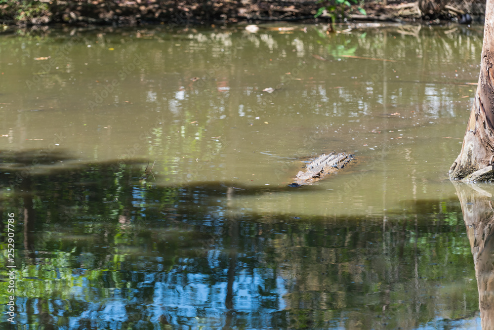 Krokodil schwimmt im Wasser wie ein Stück Treibholz Krokodil schwimmt im Wasser wie ein Stück Treibholz