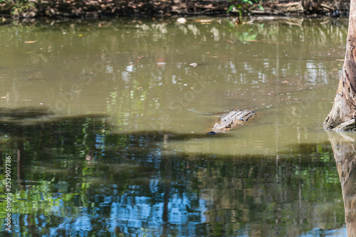 Krokodil schwimmt im Wasser wie ein Stück Treibholz