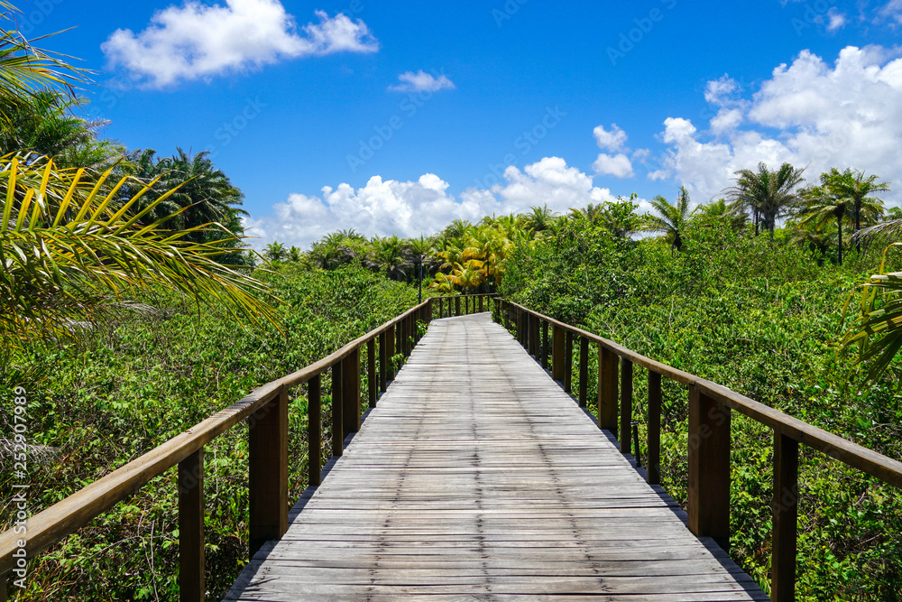 Perspective of wood bridge in deep tropical forest. Wooden bridge walkway in rain forest supporting lush ferns and palms trees during hot sunny summer. Praia do Perspective of wood bridge in deep tropical forest. Wooden bridge walkway in rain forest supporting lush ferns and palms trees during hot sunny summer. Praia do