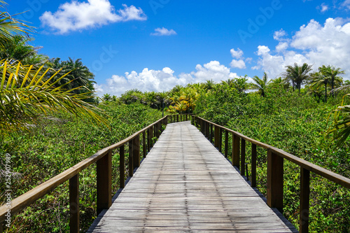 Perspective of wood bridge in deep tropical forest. Wooden bridge walkway in rain forest supporting lush ferns and palms trees during hot sunny summer. Praia do