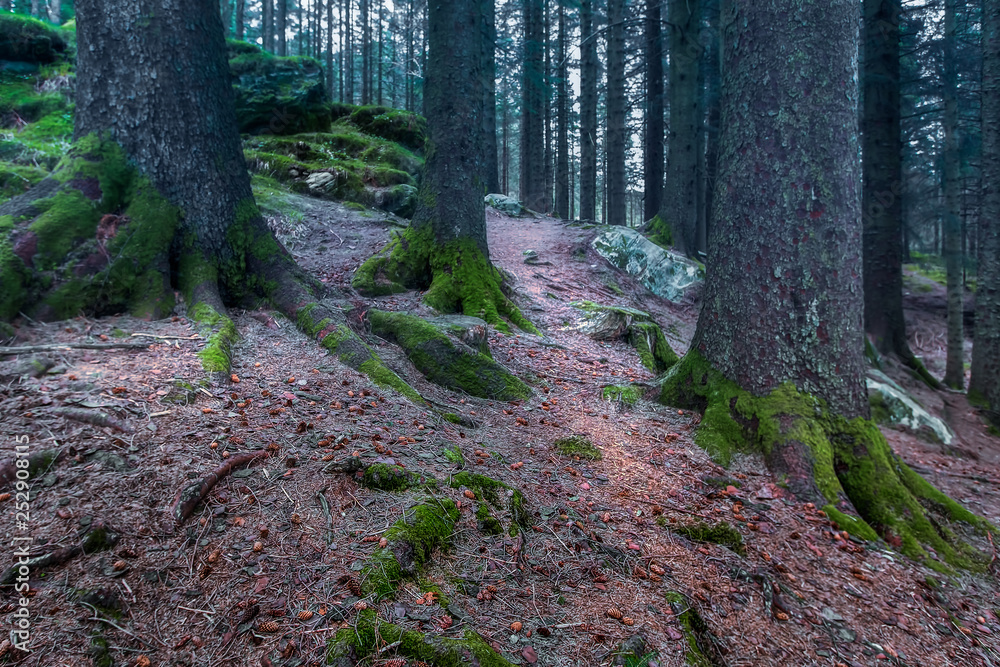 Obraz premium Norwegian Wood