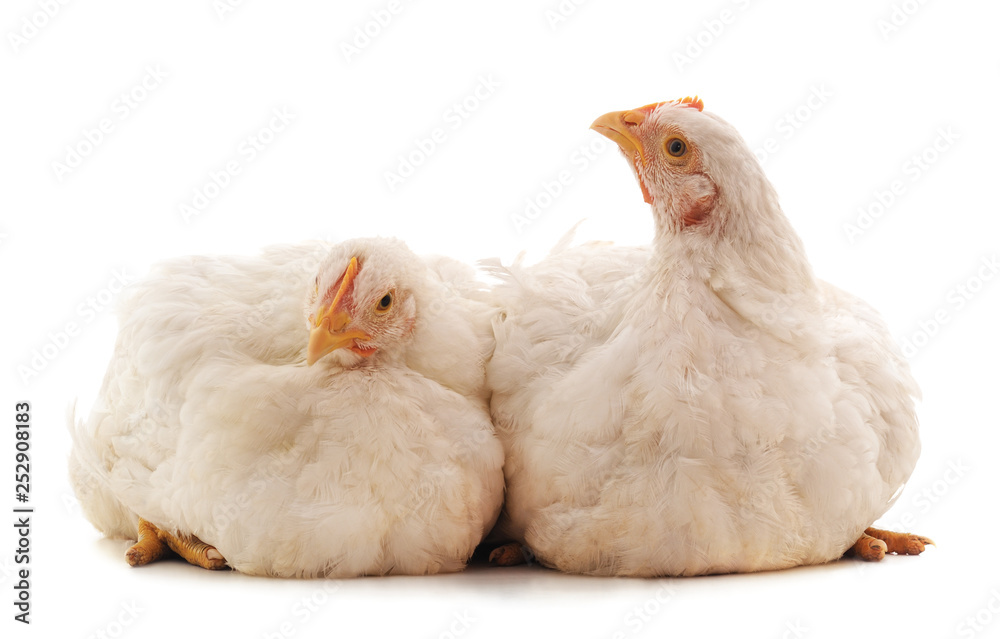 Fototapeta premium Two whitel chickens.
