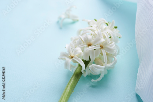 white hyacinth flower 