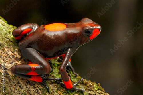 Poison dart frog, Oophaga histrionica. A small poisonous animal from the rain forest of Colombia. photo