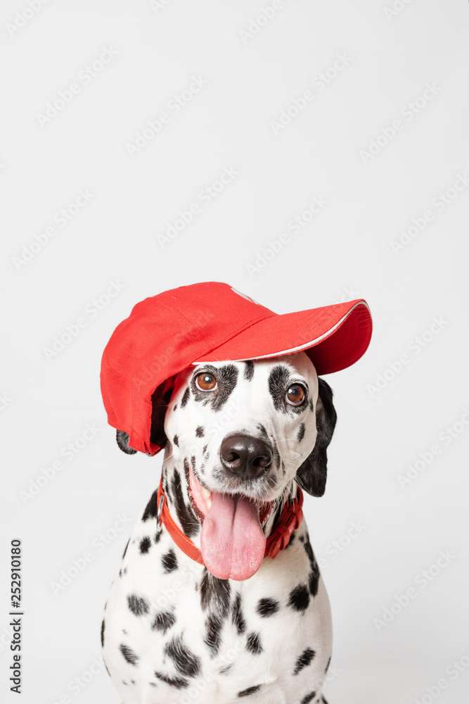 Happy dalmatian dog in a red baseball cap and in a red collar isolated on white background. Dog with tongue out. Copy space