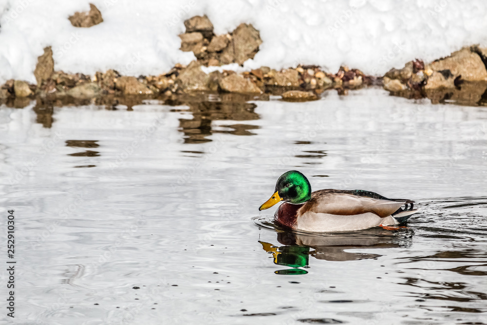 Obraz premium male duck swimming in the river isar in winter