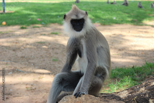 Langur  Sri Lanka