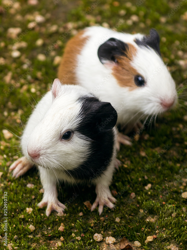 Twin guinea pigs Twin guinea pigs