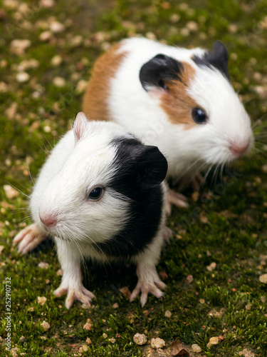  Twin guinea pigs