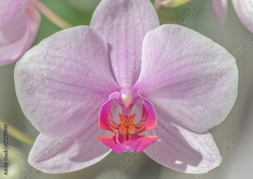 Beautiful pink orchid background