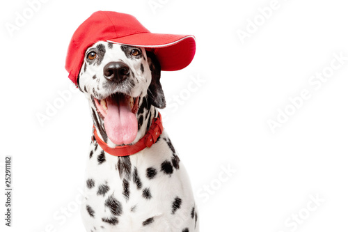 The Dalmatian is a distinctively spotted dog' Snapback Cap