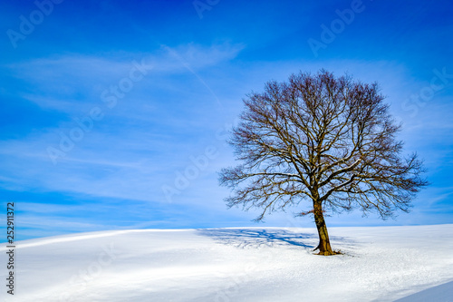 bare trees in winter