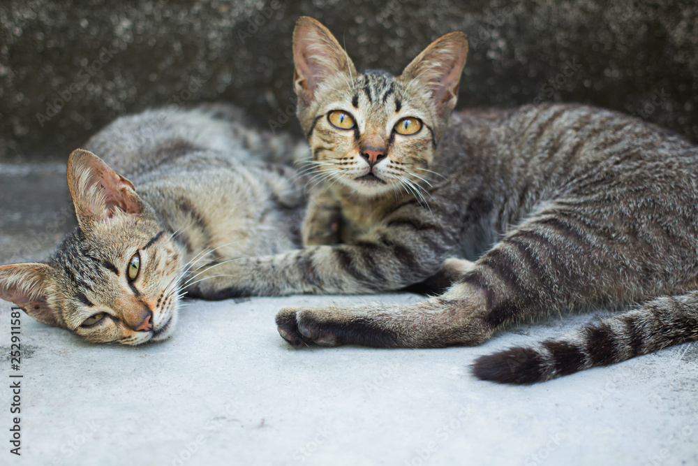 Twins Cats Tiger pattern sunbathe Tropical Phuket Thailand.