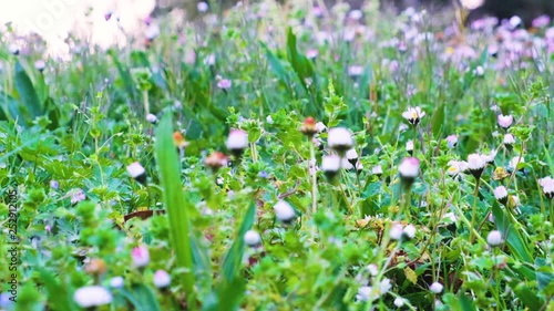 When the spring comes