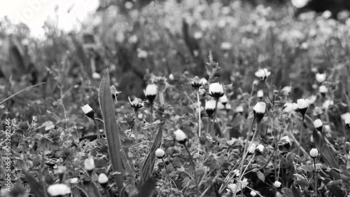 When the spring comes in black and white