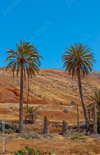 Palm trees in Fuerteventura, Canary Islands
