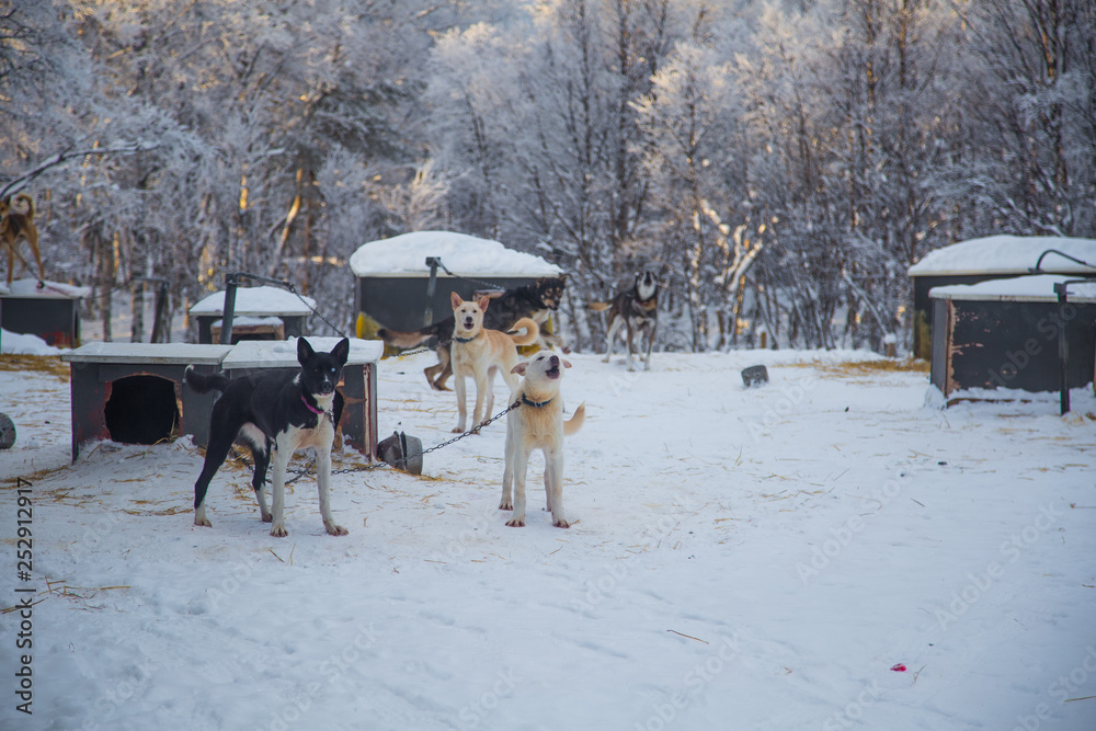 Alaskan husky sled dogs waiting for a sled pulling. Dog sport in winter. Dogs before the long distance sled dog race. Norway, Europe. Alaskan husky sled dogs waiting for a sled pulling. Dog sport in winter. Dogs before the long distance sled dog race. Norway, Europe.