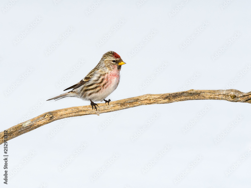 Common Redpoll in Winter Common Redpoll in Winter