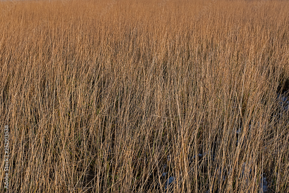 Fototapeta premium texture grasses meadow field background