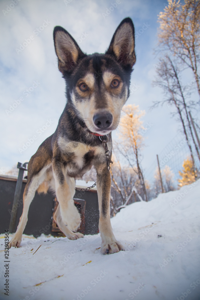 Naklejka premium A beautiful portrait of a sled dog, alsakan husky during the sled dog race in Norway. Closeup of a happy sled pulling dog.