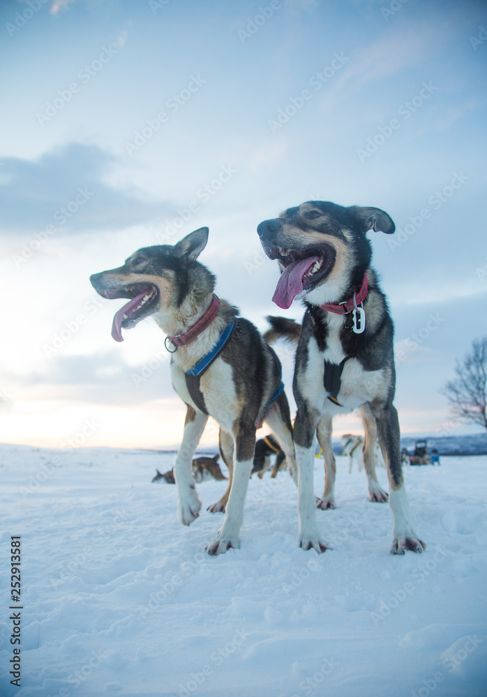 A beautiful portrait of a sled dog, alsakan husky during the sled dog race in Norway. Closeup of a happy sled pulling dog. A beautiful portrait of a sled dog, alsakan husky during the sled dog race in Norway. Closeup of a happy sled pulling dog.