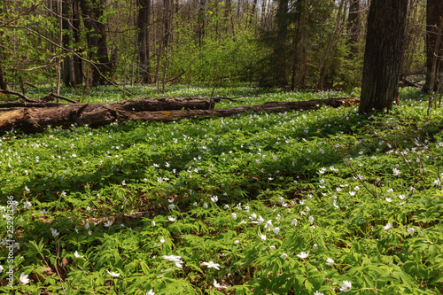 blooming glades of the first spring white flowers in the forest