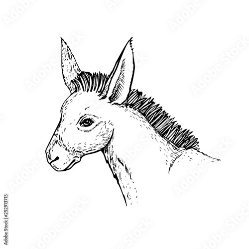 donkey head drawing side view photo