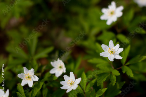 blooming glades of the first spring white flowers in the forest