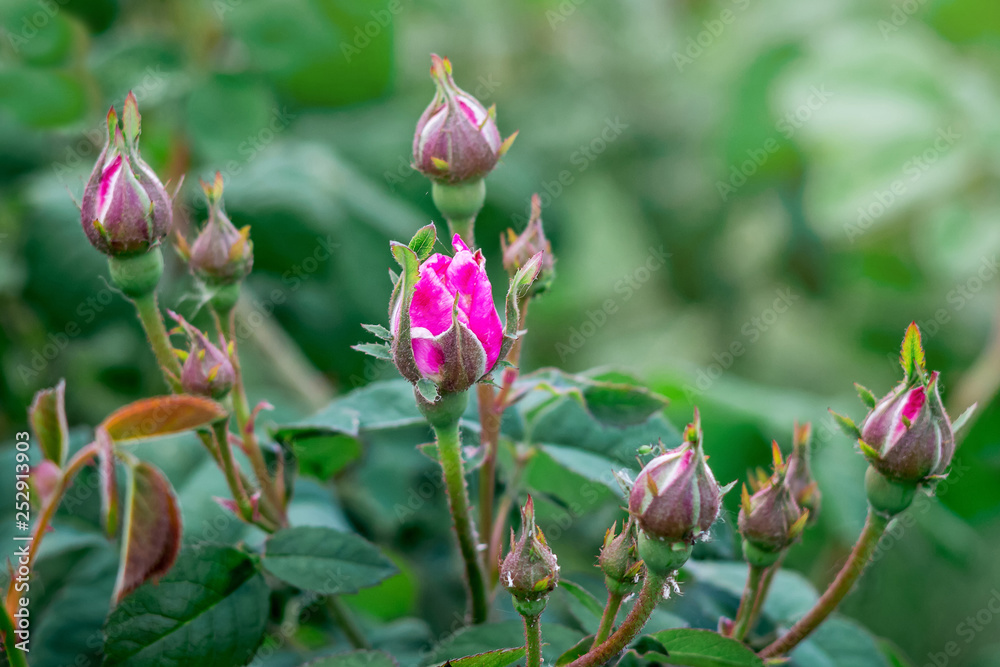 Buds of pink roses before flowering. Flowers in the garden_ Buds of pink roses before flowering. Flowers in the garden_