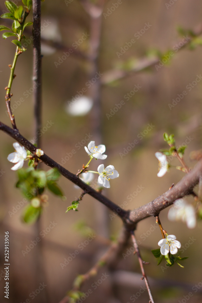 branches with cherry blossoms - Sakura, the subtle curves of the branches, similar to the Japanese schedule branches with cherry blossoms - Sakura, the subtle curves of the branches, similar to the Japanese schedule