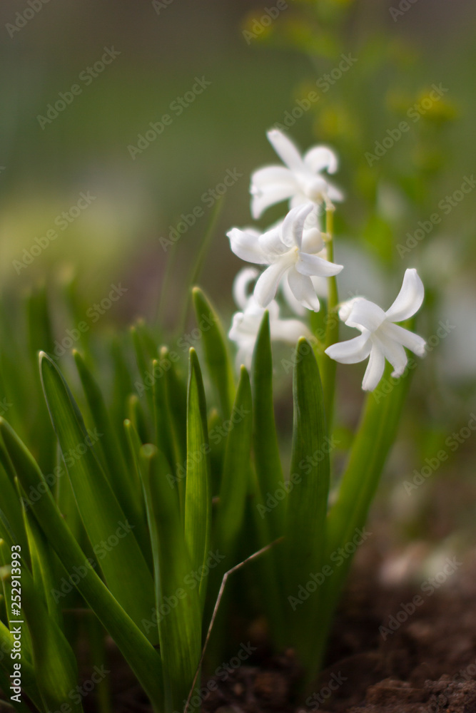 Fototapeta premium the first spring flowers, white snowdrops bright Sunny spring day